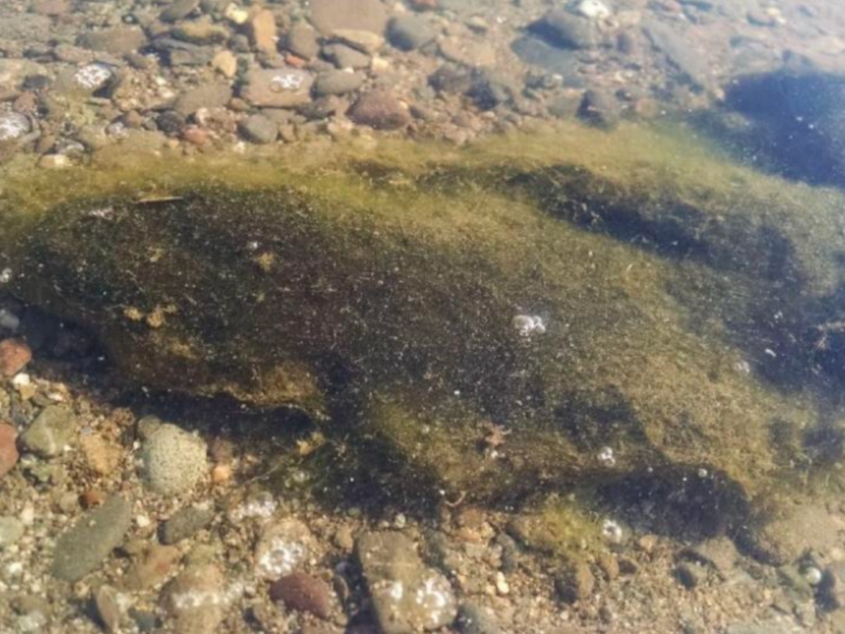Benthic cyanobacteria of the genus Oscillatoria.