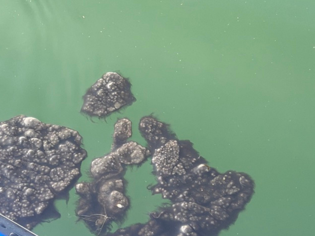 Benthic Cyanobacteria