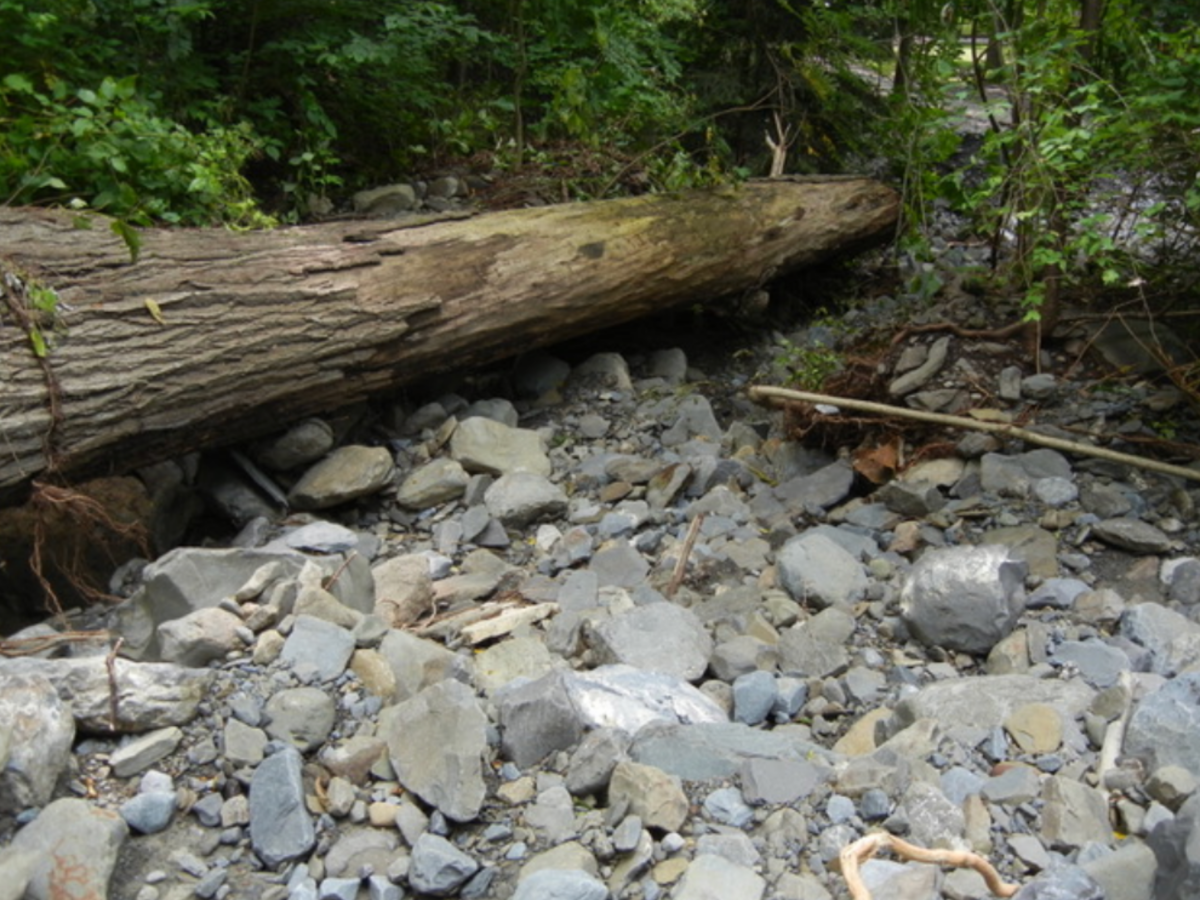 Photo captured by Charlie Fausold — A fallen hemlock became lodged behind a bridge abutment during the August 2018 flooding, blocking the creek and diverting water across nearby land, contributing to significant damage in the neighborhood.