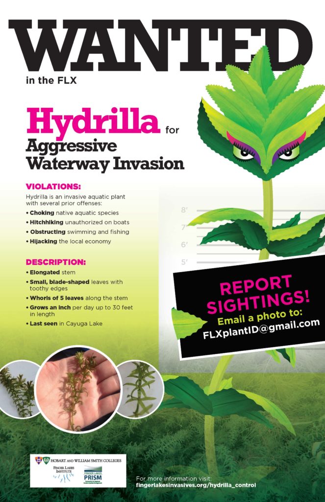 Hydrilla-WANTED-poster-2020 Hydrilla-WANTED-poster-2020