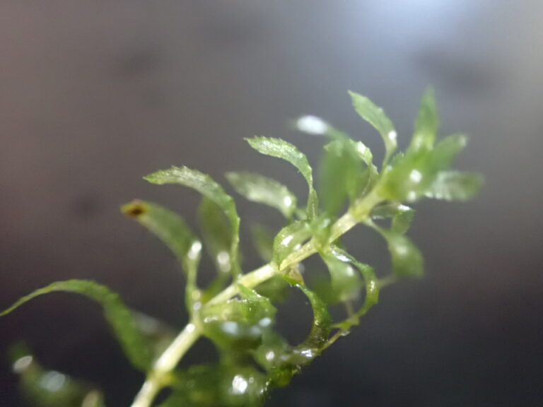 Hydrilla Hydrilla